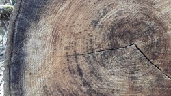Growth Rings Photo: John Knapp