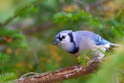 Handsome bluejay Photo: Tom Grett