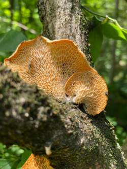 Polypore Photo: May Wang