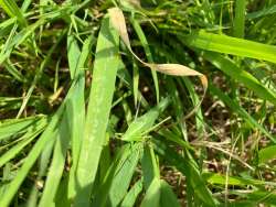 Katydid Photo: Richard Philben