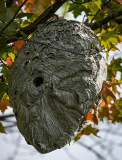 Hornet nest Photo: AM Dannis