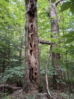 Woodpecker tree Photo: Diane Kane