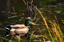 Mallard Photo: Benjamin Wymer