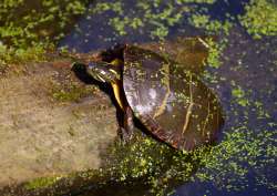 Turtle Photo: Tom Grett