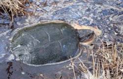 26_mschmid_snapping_turtle.jpg