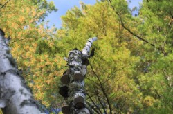 Mushrooms on Paper Birch Photo: John Blaser