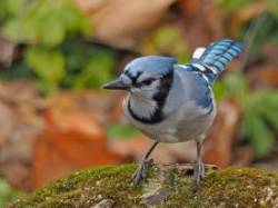 Bluejay Photo: Charlie Schwarz
