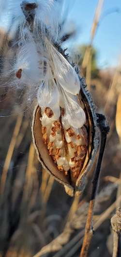 Milkweed Photo: Sue Lichty