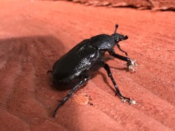 Hermit beetle Photo: Margie Manthey