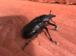 Hermit beetle Photo: Margie Manthey