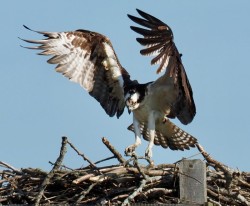 Osprey Landing Photo: Ross Lanius