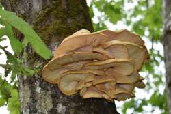 Oyster Mushrooms Photo: Jennifer Brockway