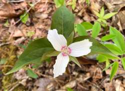 Painted trillium Photo: Laurie Haines