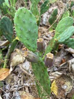 Prickly pear Photo: Collin Miller