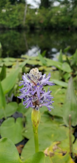 Pickerelweed Photo: Susan Lichty