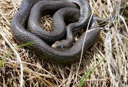 Rat Snake Photo: Tom Grett