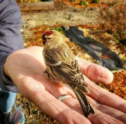 Redpoll Photo: Katrina Wagner