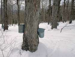 Sap buckets Photo: Sheri Larsen