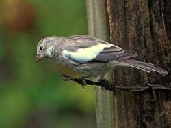 Finch Photo: Charlie Schwarz