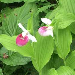 Showy ladyslippers Photo: Sharon Bombard