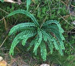 Spleenwort Photo: Sharon Bombard