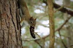 Squirrel Photo: Deb Clough