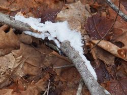 26_stick_frost_hormoose_18dec2015_2_web.jpg