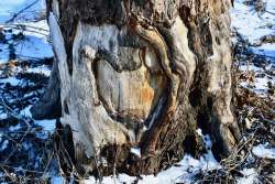 Beaver tree Photo: Liz Thompson