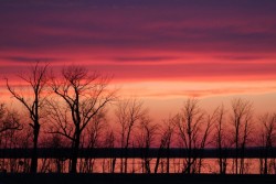Trees and sky Photo: Leif Tillotson