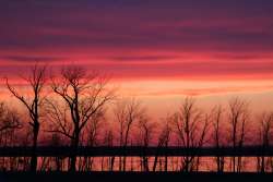 Trees and sky Photo: Leif Tillotson