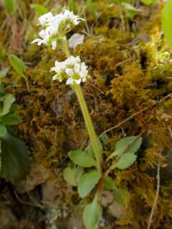 Virginia saxifrage Photo: Ken Hatch