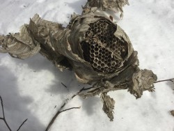 Wasp Nest Photo: Rodney Johnson