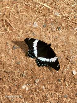 Butterflie Photo: Glenn Foster