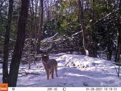 Coyote Photo: Joshua Morse