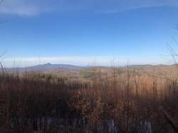 Young Saplings Photo: Andy Sheere