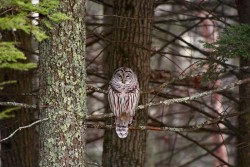 27---barred_owl_march_18.jpg
