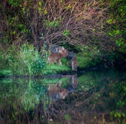 Coyotes Photo: Stephania Johnson