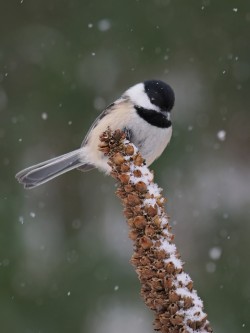 27-schwarz-black-capped-chickadee.jpg