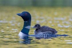 Loons Photo: Karen Suhrhoff