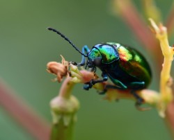 Dogbane beetle Photo: Liz Thompson