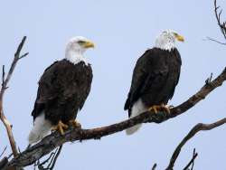 Bald eagle Photo: Charlie Schwarz