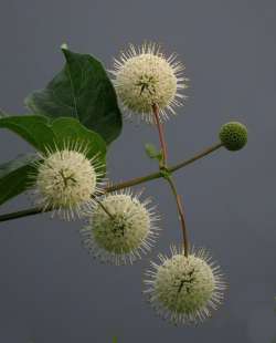 Buttonbush Photo: Charlie Schwarz