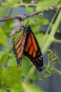 Monarch Photo: Rich Reynolds