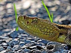 Timber Rattlesnake Photo: Charlie Schwarz