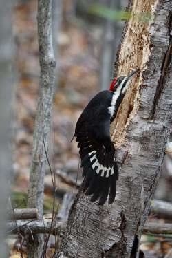 woodpecker Photo: Grace McCulloch