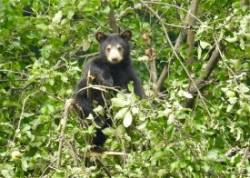 Black bear Photo: Karinne Heise