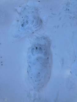 Bear tracks Photo: Paul Faliski