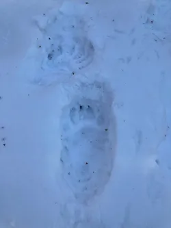 Bear tracks Photo: Paul Faliski