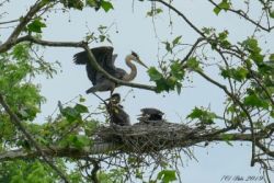 June 2019 Photo: Barb Regan