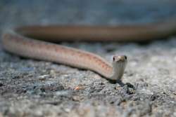 Brown snake Photo: Amy Quist